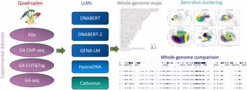 DNA classifier